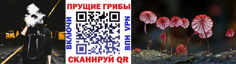 где купить наркотик  Стародуб  Галлюциногенные грибы Magic Shrooms 